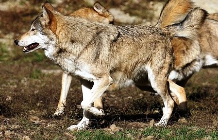 Las Organizaciones Agrarias exigirán la retirada inmediata de la orden que pretende declarar al lobo especie protegida