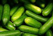 ASAJA Almería califica de insostenible la situación del precio del pepino esta campaña