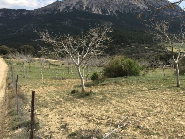 Asaja Granada. Las vías pecuarias son compatibles con el uso agrario
