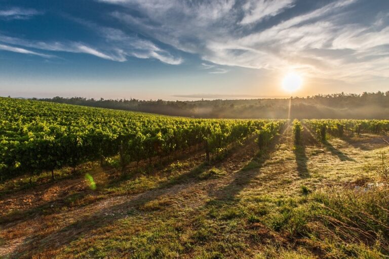 Hoy comienza el plazo de solicitud de ayudas para la cosecha en verde en viñedo de vinificación
