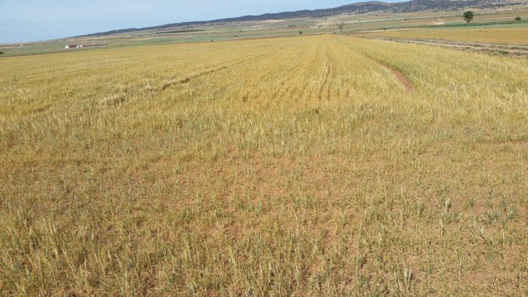 ASAJA Aragón espera graves pérdidas en el secano aragonés debido a la sequía