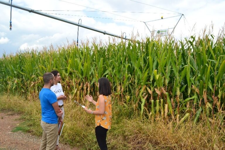Asaja Córdoba participa en una investigación de cereal más rentable y sostenible