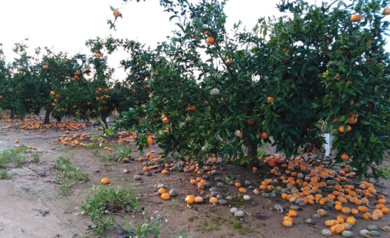 Asaja-AVA prevé unas pérdidas de 150 millones por las lluvias y el frío en la agricultura valenciana