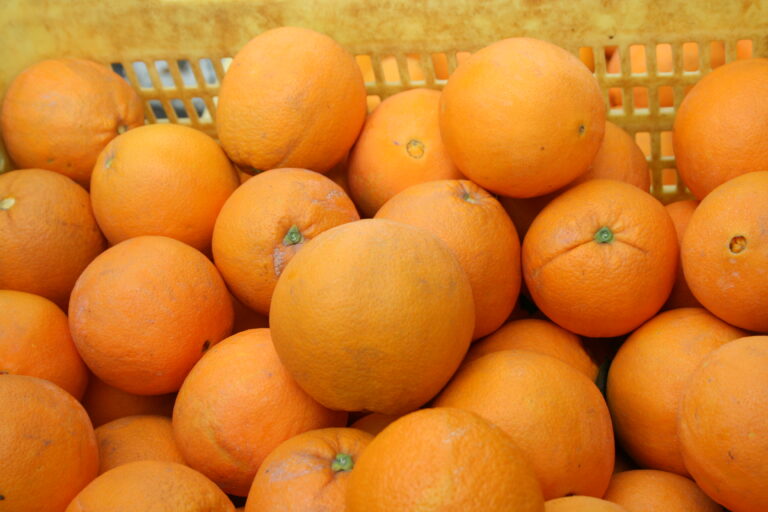 ASAJA considera que la Comisión Europea  “se burla” del sector citrícola al pretender subir la temperatura del tratamiento en frío a las naranjas sudafricanas