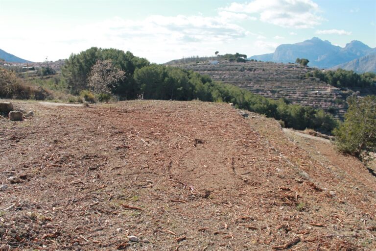 ALICANTE Plataforma AXFA “Un año de Xylella”
