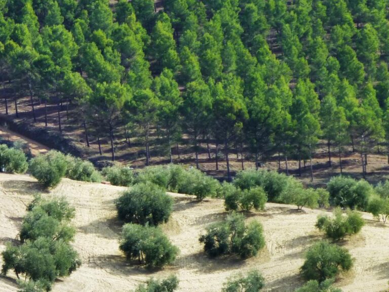 Asaja Córdoba destaca la labor de los agricultores y ganaderos en la lucha contra los incendios