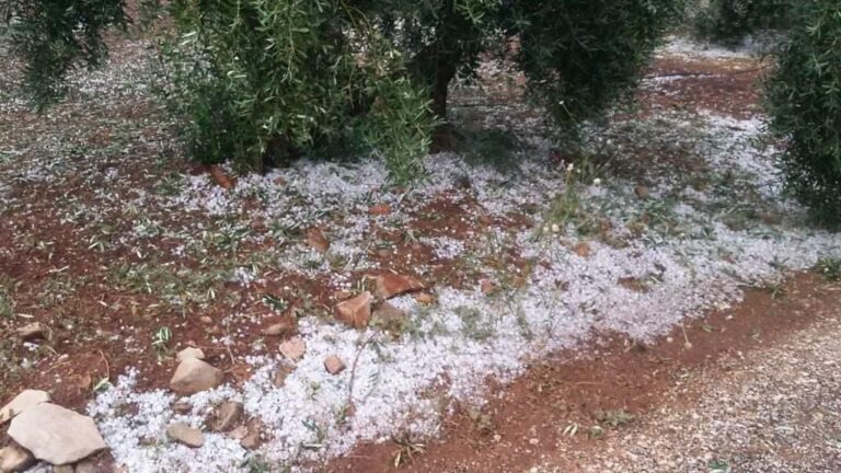 Daños por las tormentas de pedrisco en la provincia de Jaén