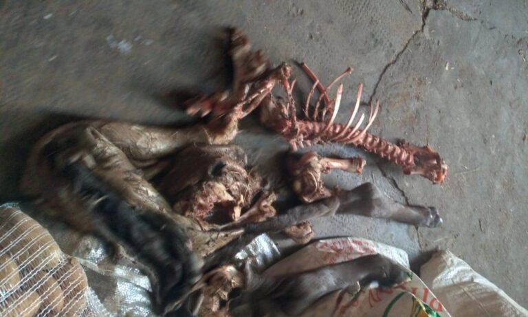 Las rapaces mataron a un ternero y calculan unas pérdidas de 6.000 euros en los últimos 12 meses