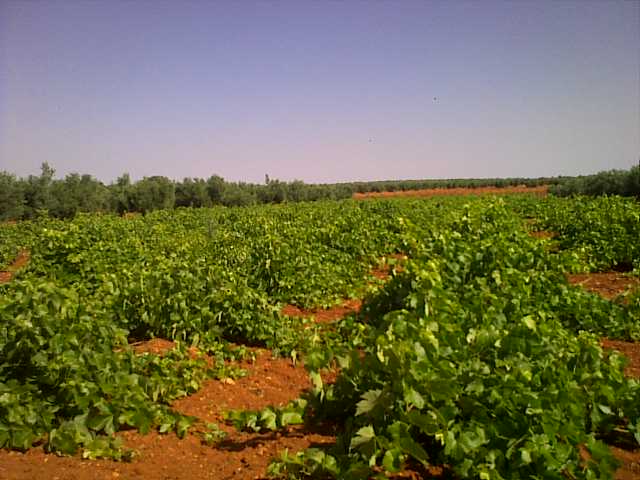La Conferencia Sectorial de Agricultura aprueba el reparto de 150 millones de euros para apoyar al sector vitivinícola y el consumo de leche, frutas y hortalizas
