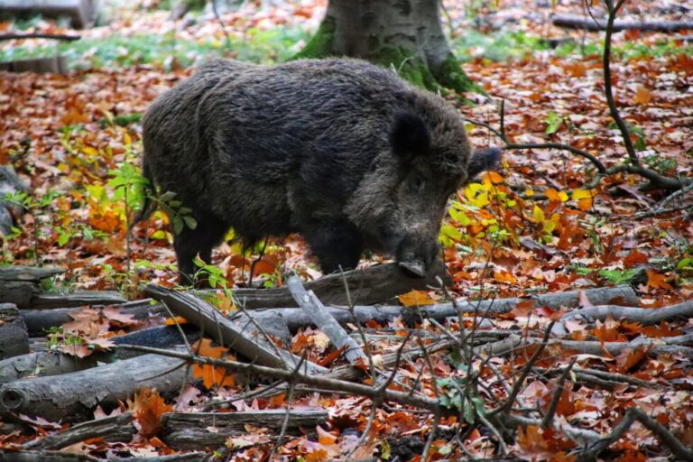 Asaja Valencia AVA denuncia que el 70% de los campos de Picassent están afectados por la proliferación masiva de fauna salvaje