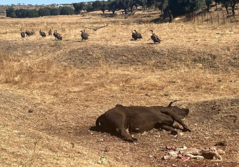 Asaja Salamanca alerta sobre un nuevo ataque de buitres a la misma explotación en 10 días