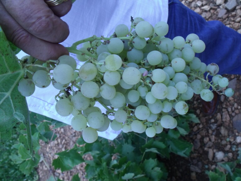 APAG Extremadura Asaja afirma que se dan “las condiciones más favorables” para que suba el precio de la uva