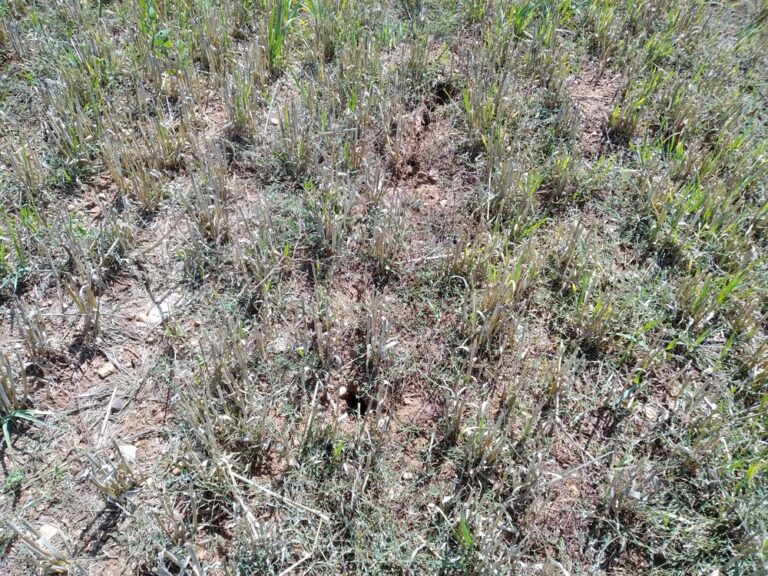 ASAJA Palencia critica el triunfalismo de las administraciones ante la plaga de topillos