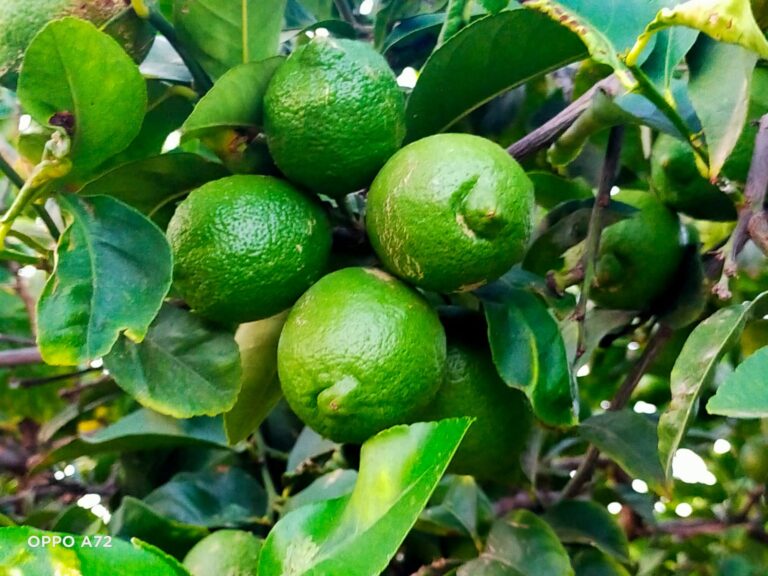 La producción de limones verna cae un 50% en la provincia de Alicante