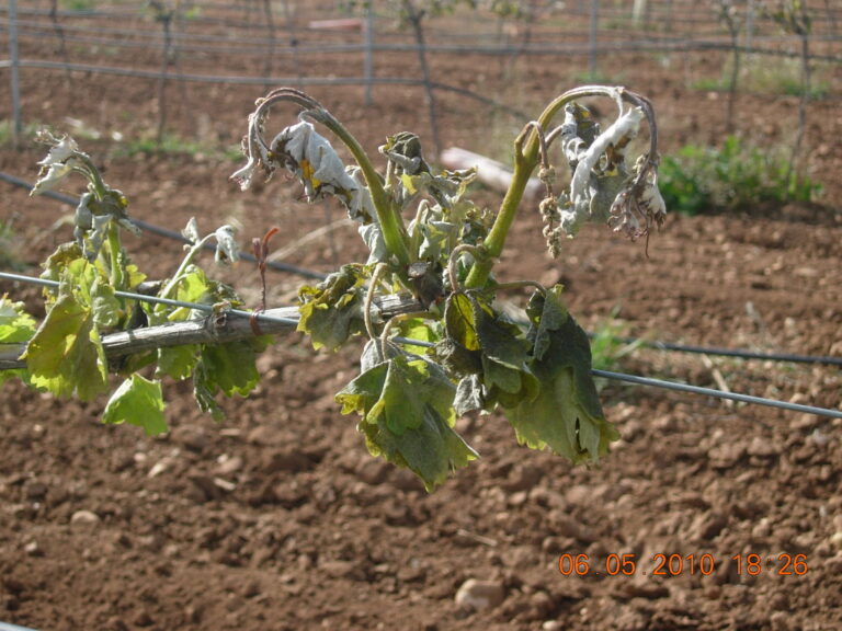 AMPLIADO EL PERIODO DE CONTRATACIÓN SEGURO DE UVA Y HERBACEOS