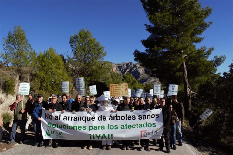 Asaja Alicante: Más de mil personas salen a la calle en Guadalest y piden a Conselleria que no arranque más árboles sanos y que estudie un plan de contención contra la Xylella