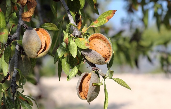 El MAPA publica la lista definitiva de productores que recibirán ayudas extraordinarias de frutales y frutos de cáscara