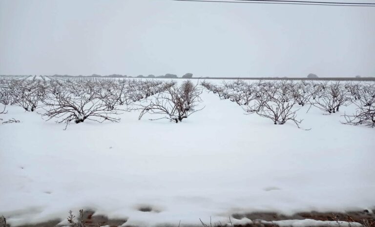Asaja Albacete hace balance tras el paso del temporal de nieve “Filomena” que ha asolado la provincia de Albacete
