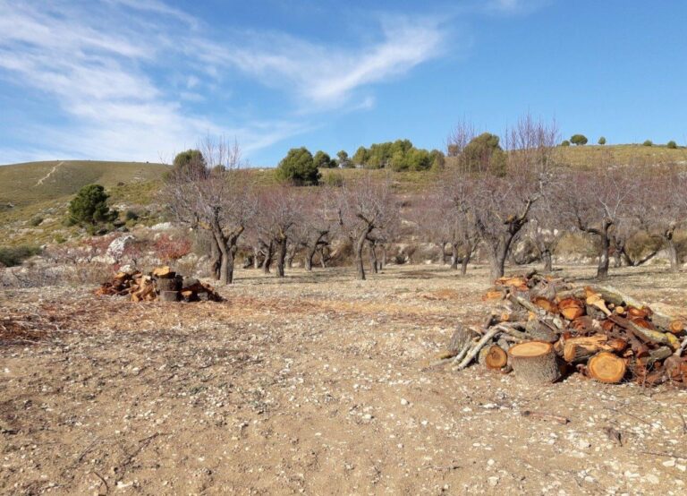 Devastación, desolación y abandono: el nefasto balance que hace Asaja Alicante de la gestión de la Generalitat tras casi seis años de Xylella