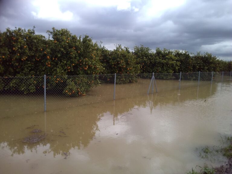 Asaja Cádiz. Preocupación en el campo por la coincidencia de las lluvias con el desemblase de Bornos