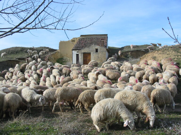 Asaja pide a la administración apoyo para encontrar mercado para lechazos y cochinillos