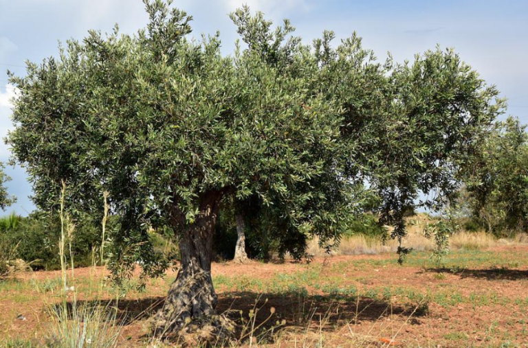 Asaja califica de ridículas las ayudas dirigidas al olivar tradicional