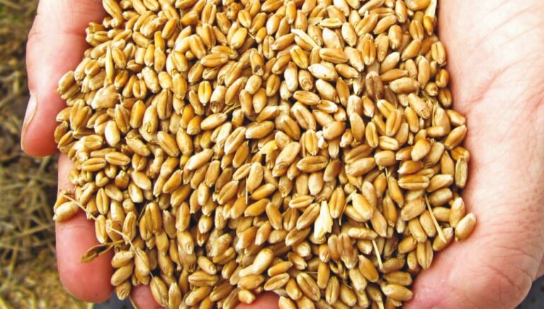 Asaja CYL exige que las consecuencias de la guerra de Ucrania no las paguen solo los agricultores