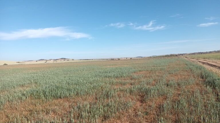 Asaja Córdoba afirma que el campo está “al borde del desastre por la desesperada situación de sequía”