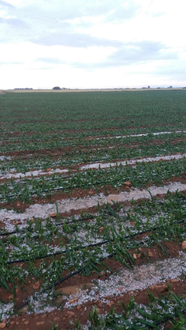 ASAJA Ciudad Real estima entre 7.000 y 8.000 las hectáreas afectadas por la tormenta de granizo