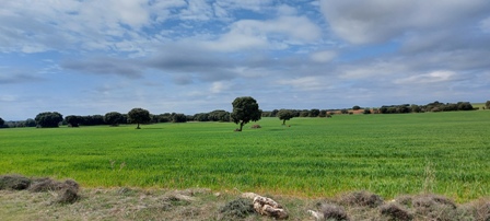 La cosecha de cereal de invierno en Aragón en riesgo debido a las excesivas temperaturas del mes de mayo