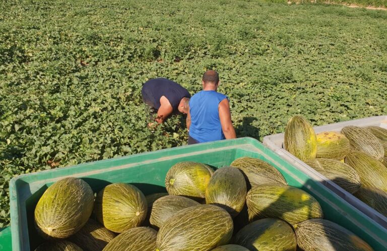 ASAJA Ciudad Real acusa a CCOO y UGT de intentar confundir a los trabajadores del campo
