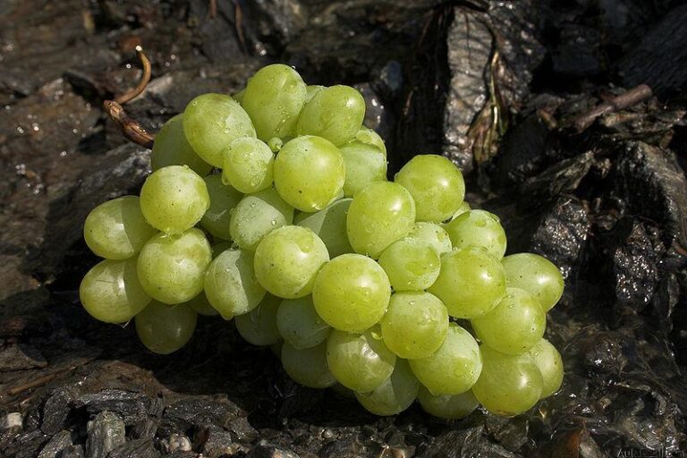 APAG Extremadura ASAJA prevé una mejoría de precios en la uva y en el vino en la campaña de este año