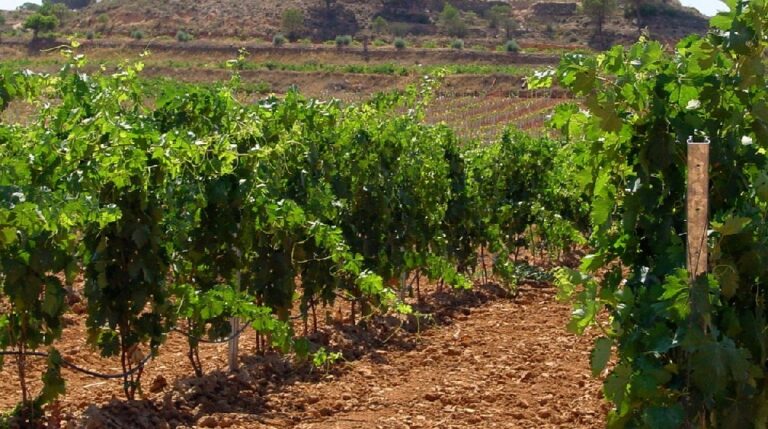 Asaja CLM exige al Consejero de Agricultura un verdadero apoyo al sector vitivinícola de la región