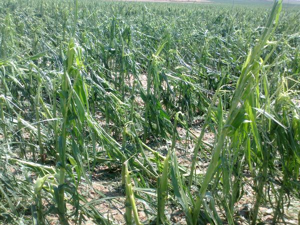 LAS TORMENTAS CAUSAN DAÑOS EN LOS CULTIVOS DE LA PROVINCIA DE HUESCA