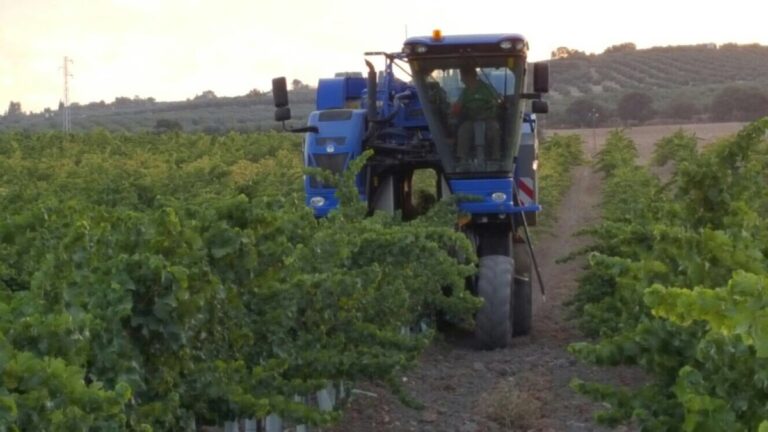 Asaja Córdoba: La vendimia Montilla-Moriles comenzará la madrugada del lunes