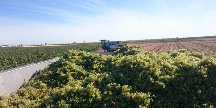 APAG Extremadura ASAJA y la CYGAL estiman una merma de casi el 25% en la producción de la campaña de uva