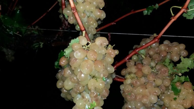 ASAJA Alicante, estima que el granizo del pasado viernes ha afectado a alrededor de 400 hectáreas de uva de mesa embolsada en parcelas del Medio Vinalopó