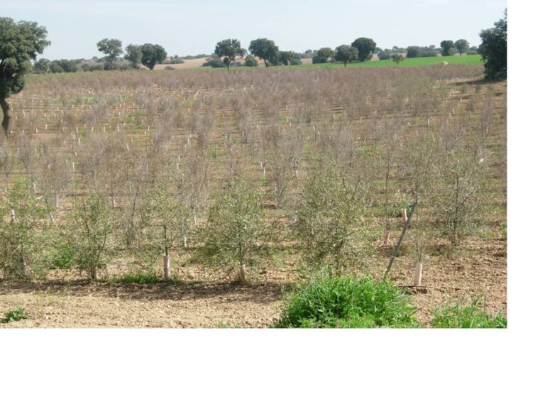 AMPLIACIÓN PLAZO REVISIÓN RENDIMIENTOS OLIVAR