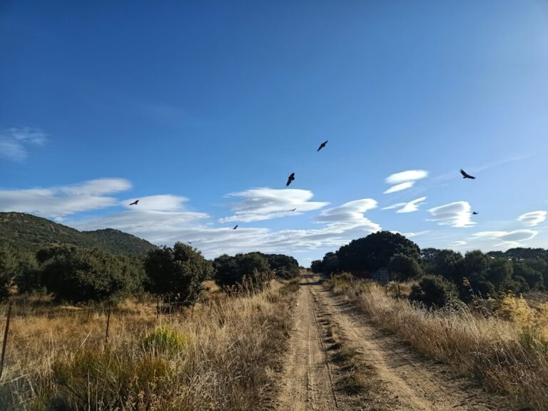 Los buitres matan a una vaca limusina en Bercimuelle, comarca de Guijuelo