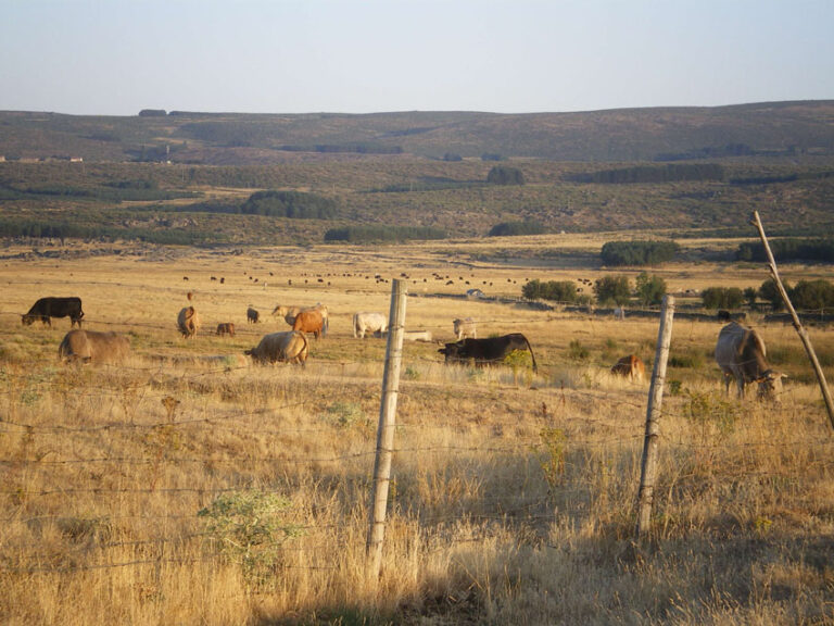 ASAJA Ávila reclama que el adelanto del pago de vaca nodriza no penalice en el IRPF de 2013 a los ganaderos