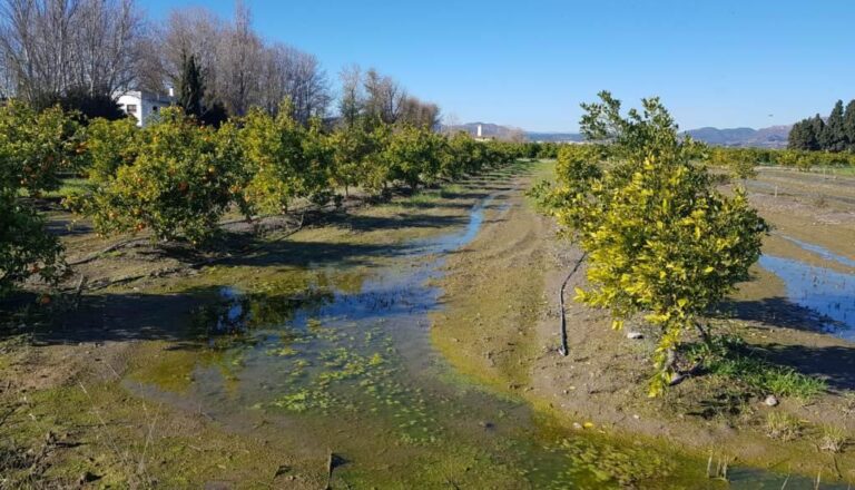 Asaja Valencia AVA reclama una supervisión técnica para acabar con las inundaciones en el marjal de Almardà