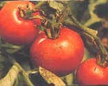 Marruecos está dando al traste con el cultivo de tomate en Málaga