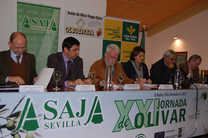La cosecha de aceite de oliva será media-alta y estará equilibrada con los consumos actuales