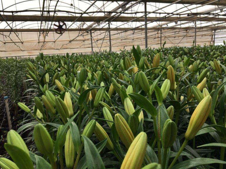 Asaja Almería alerta de la difícil situación  del sector de la flor y la planta ornamental