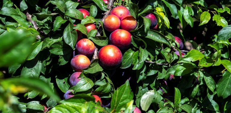 La campaña valenciana de fruta de hueso empieza con perspectivas favorables debido a la menor oferta por las heladas en Europa