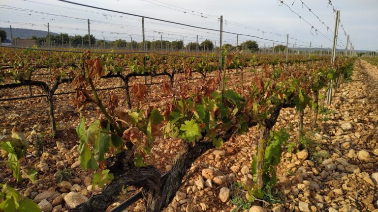 Importantes daños en viñas de Mallorca por la helada registrada el pasado 8 de abril