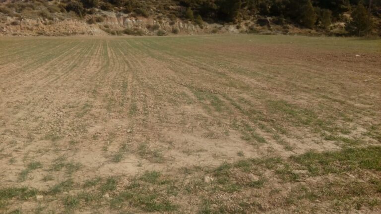 Asaja Valencia pide “pasar del diagnóstico a la acción” ante la grave sequía que afecta al campo valenciano