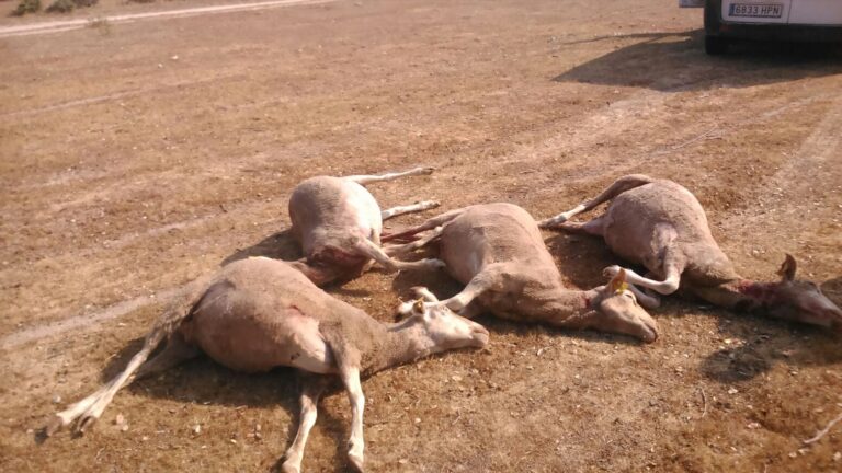 Salamanca: Matanza de ovejas en Villaseco de los Gamitos
