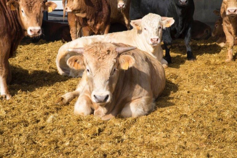 Región de Murcia: modelo en bienestar animal del vacuno de carne