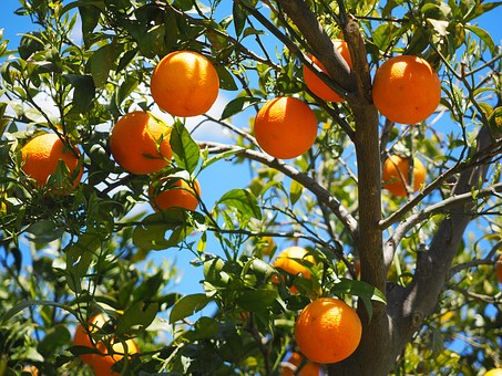 La naranja cierra la campaña con una caída en el precio de un 42%